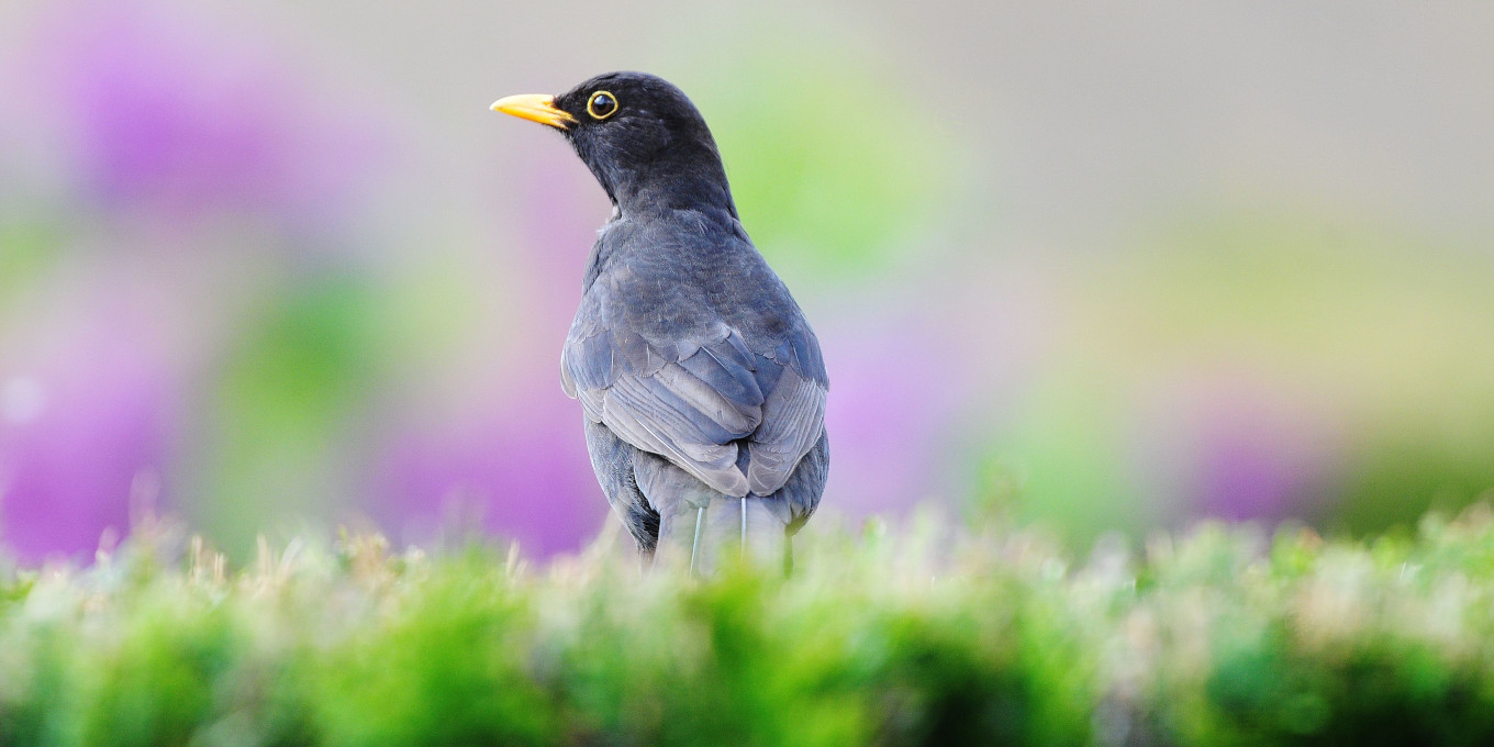 Merle noir (Turdus merula) © Roland Pellion